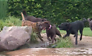Labradordag in Oeffelt zorgt voor fantastische beelden